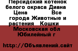 Персидский котенок белого окраса Диана › Цена ­ 40 000 - Все города Животные и растения » Кошки   . Московская обл.,Юбилейный г.